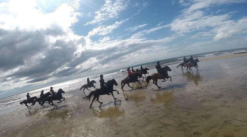 gallop
